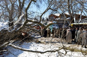 A fallen Chinar tree in Anantnag on Wednesday. (Another pic on page 3)—Excelsior/Sajad Dar