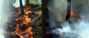 Major fire in Gordi-Krimchi-Ladan forest.