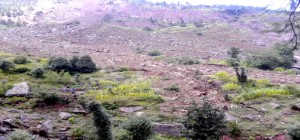 A view of Saddal village in Pancheri, which has perished in landslides. More pics on page Nos 3, 5 & 7. -Excelsior/K.Kumar