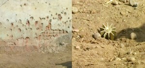 A wall hit by bullets in Pakistan firing and a shell fired by the Rangers in Samba sector on Thursday. Another pic on page 4. —Excelsior/Gautam