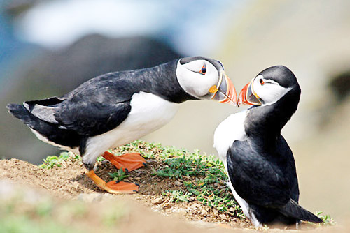 Learning From Animal Courtship