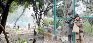 A view of habilitation in Wild Life Sanctuary (L) and nomad boys grazing cattle inside protected area (R) on outskirts of Jammu on Sunday. -Excelsior Photo