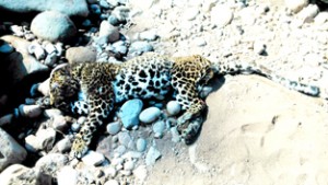 A male leopard lying dead in Ramnagar forest. -Excelsior/Gopal