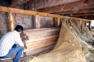 Timber sleepers hidden under dry fodder in a house, seized by Forest team in Mahore.