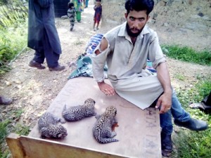 Nomadic youth playing with leopard cubs that he captured from forest area in Arnas.