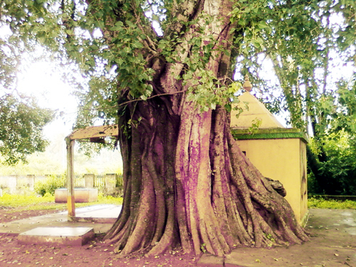 Peepal Tree And Its Worship In Indian Culture Rgyan
