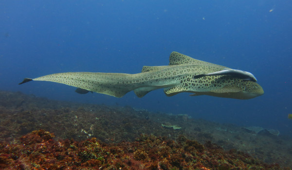 Lonely Leopard Shark Learns To Reproduce By Herself