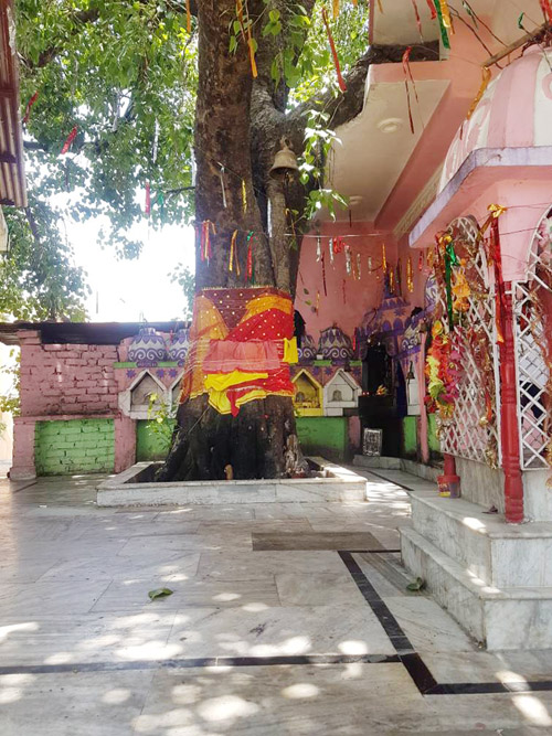 why-people-pray-to-peepal-tree-jammu-kashmir-latest-news-tourism