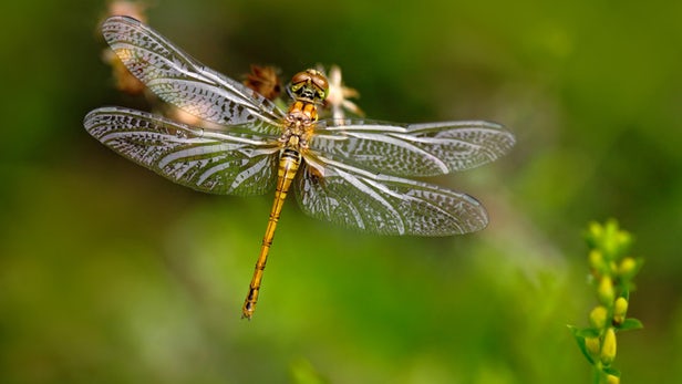 Dragonfly wings inspire new generation of aerogels