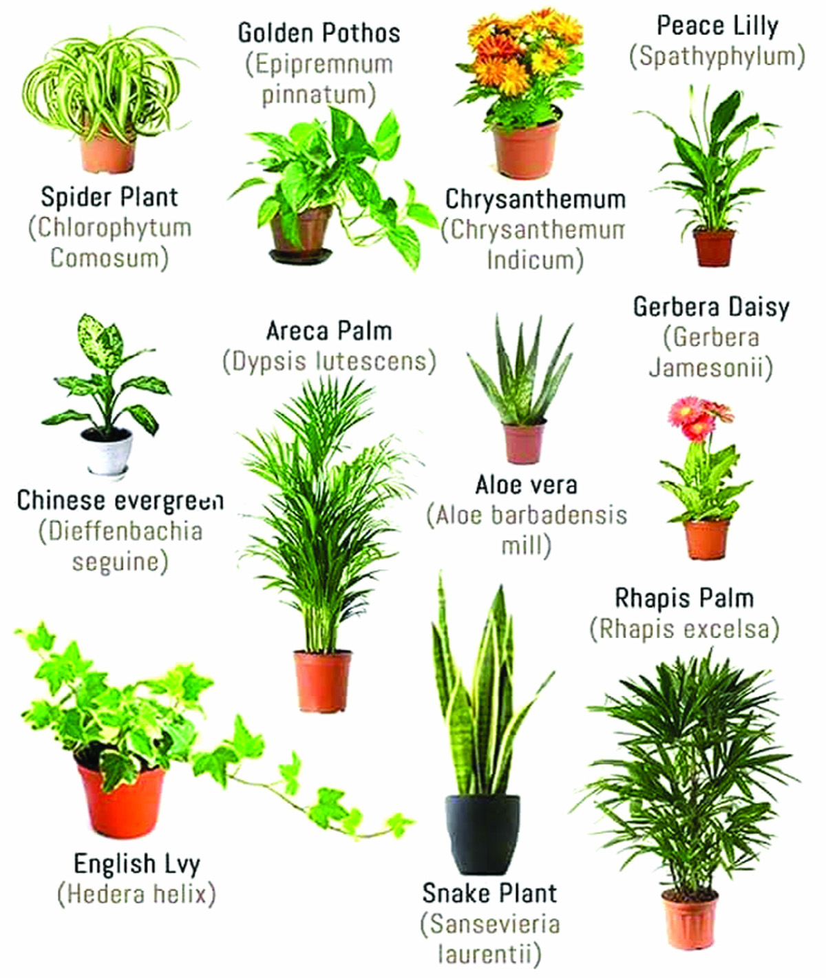 Purifying power of indoor plants