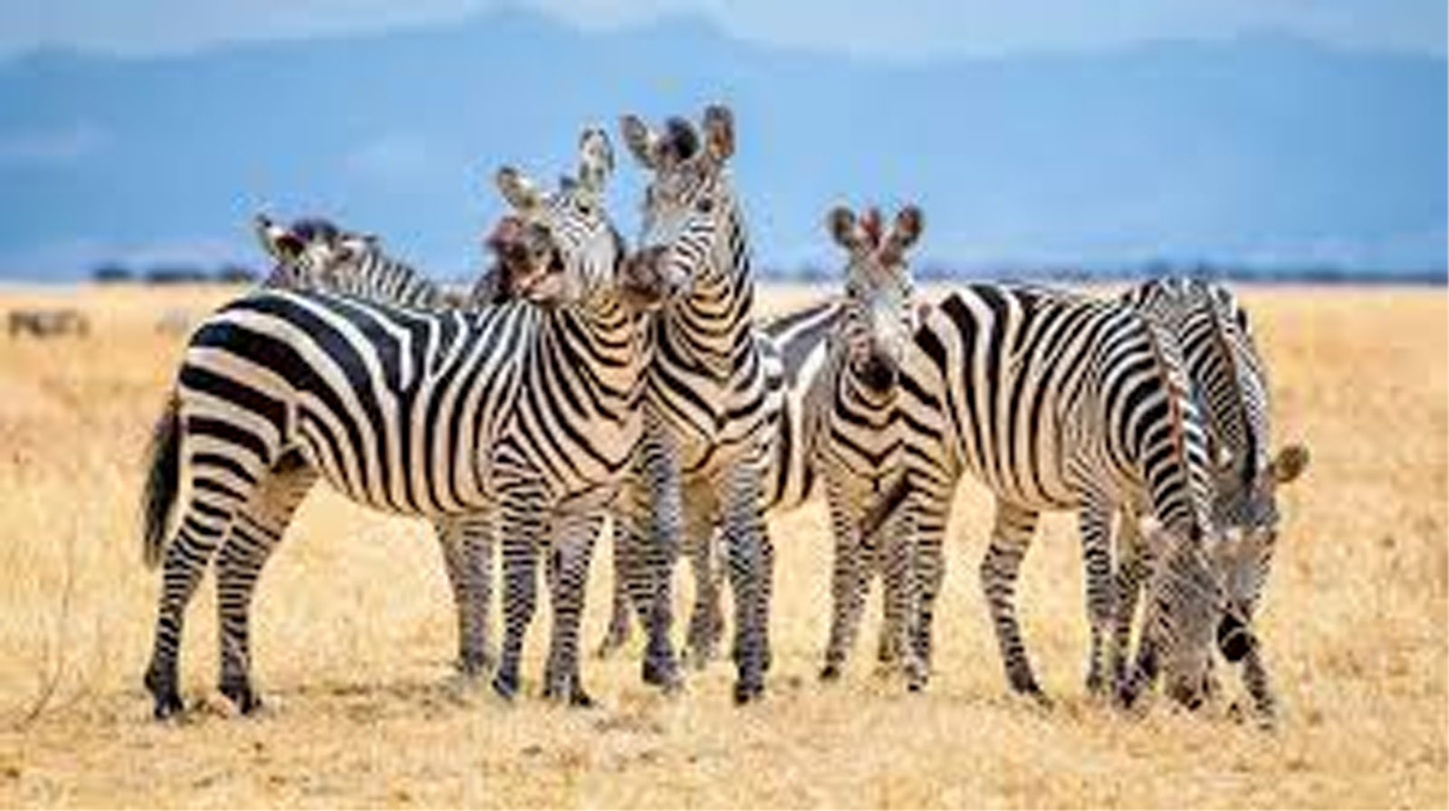 How zebras use their stripes to stay cool - Jammu Kashmir Latest News