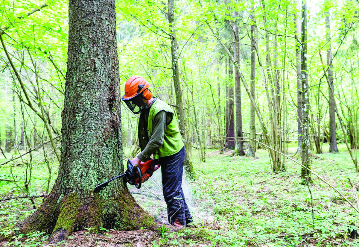 Вырубка деревьев в лиственных лесах