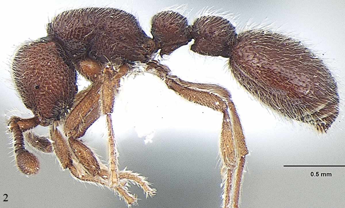 Scientists find two new species of rare ant in Kerala, Tamil Nadu