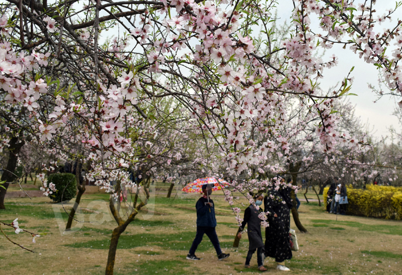 Almond garden known as Badamwari opens for public in Srinagar ...