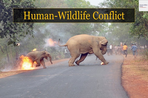 Human wildlife conflict - Jammu Kashmir Latest News | Tourism