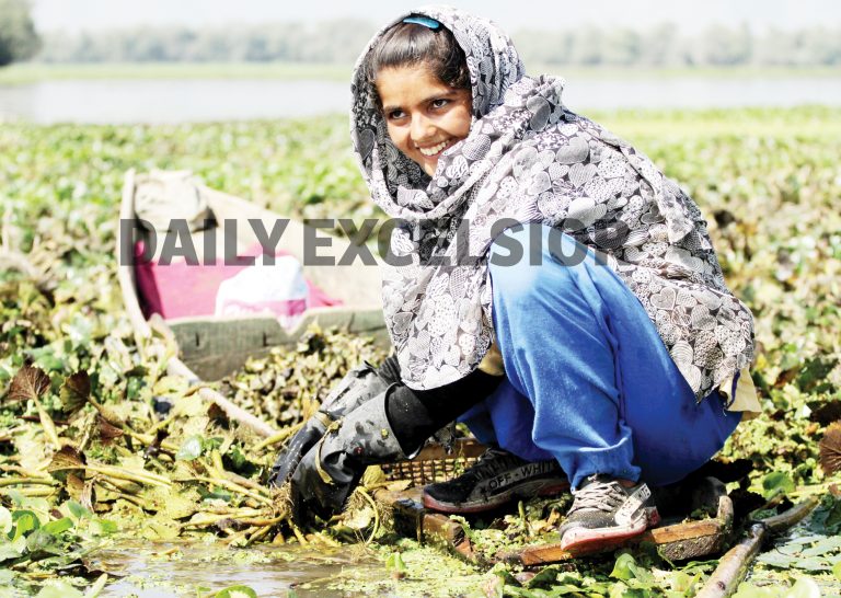 Water Chestnut extraction underway in Kashmir’s Wular lake. Jammu